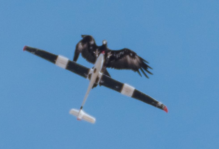 Eagle attacking my glider
